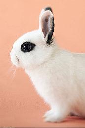 糟糕，全球“狗策划”都要被裁了！猪场发布的新AI游戏工具太超了-Y3编辑器